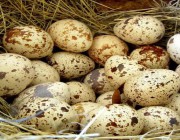 Перепелиные яйца: то, что нужно знать про пользу и вред